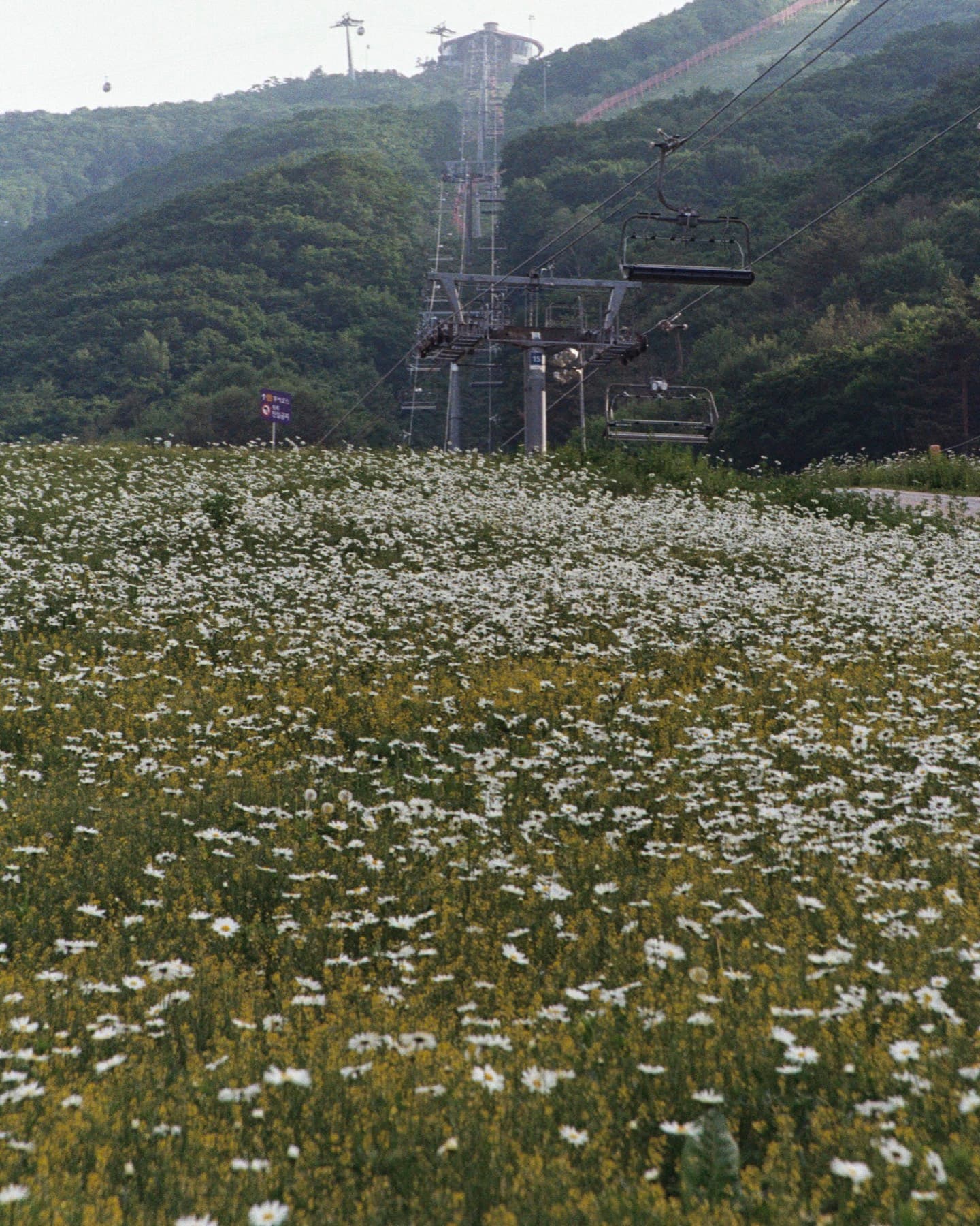 하이원리조트 능선과 리프트